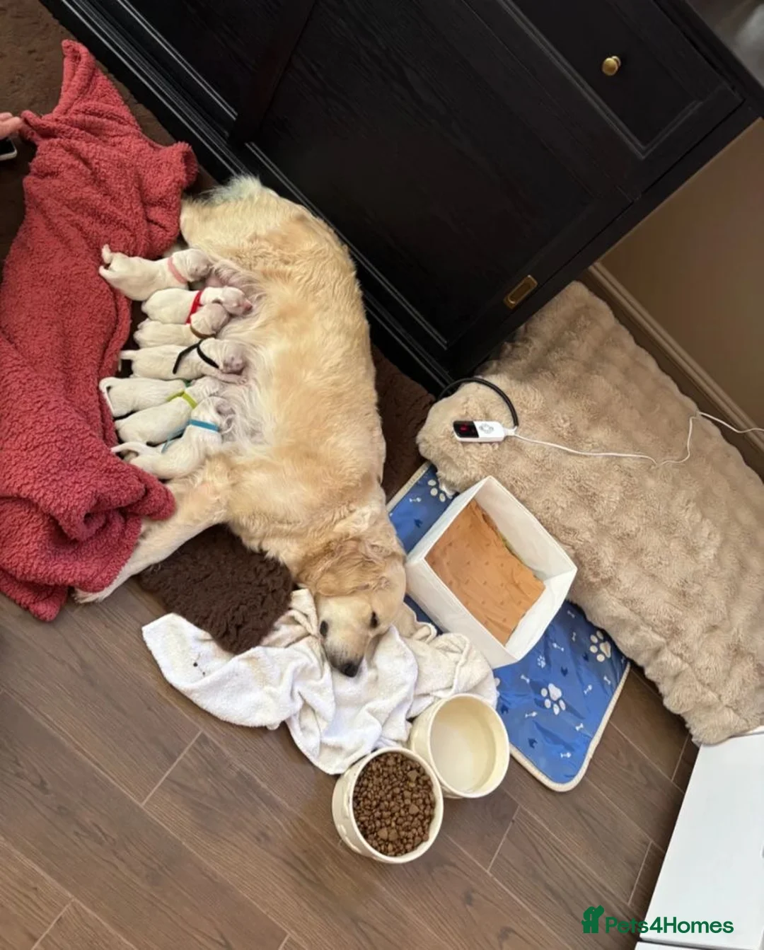 Golden Retriever dogs for sale: 🐾✨ Stunning Golden Retriever Puppies – Ready Soon in London - Advert 1