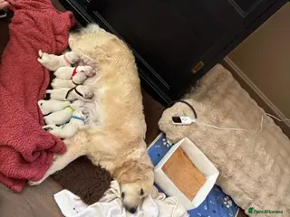 Golden Retriever dogs 🐾✨ Stunning Golden Retriever Puppies – Ready Soon - Advert 16