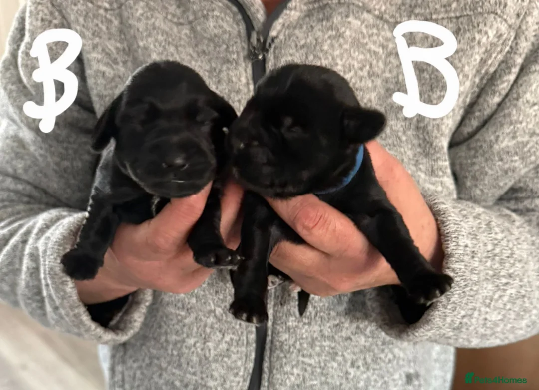 Mixed Breed dogs for sale: Schnockerpoo (cockapoo cross mini schnauzer) - Advert 2