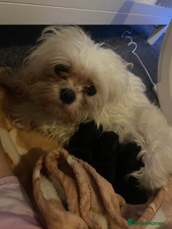 Maltipoo dogs F1 dollface Korean/Asian maltipoo fur babys 😍💙 - Advert 1