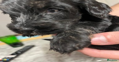 Cockapoo dogs - Advert 5