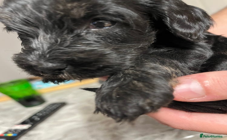 Cockapoo dogs - Advert 1