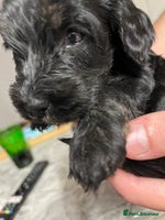 Cockapoo dogs - Advert 12