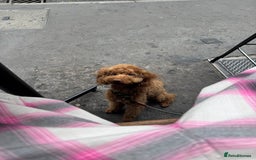 Miniature Poodle dogs for sale: Ollie needs a new home - Advert 4