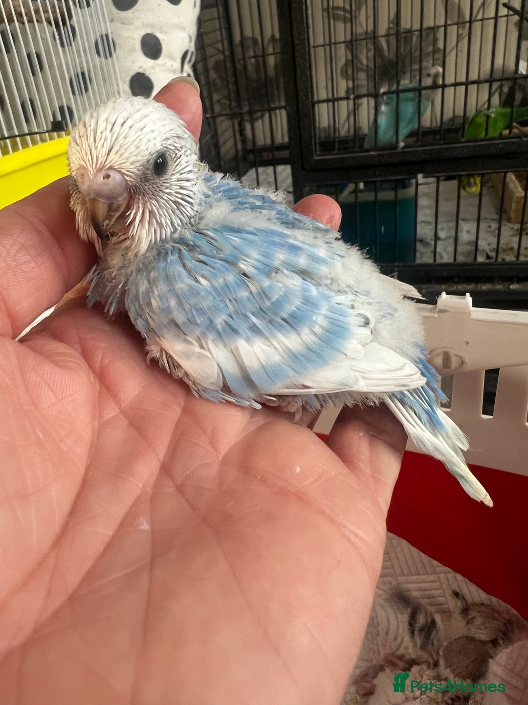 Budgerigars birds for sale: Hand Tame Budgie Chicks - Ready Soon in Chipping Norton - Image 10