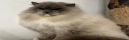 Ragdoll cats for sale:  Tica registered full pedigree ragdolls - Advert 33