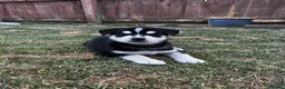 Mixed Breed dogs for sale: Husky X Labrador puppies  - Advert 30