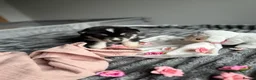 Siberian Husky dogs for sale: Carefully-raised northern breed companions - Advert 6