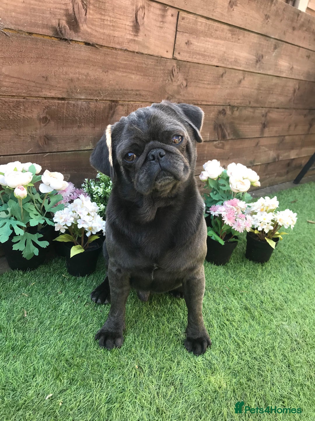 Pug dogs for sale: Rare coloured pug puppies available  - Advert 15