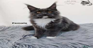Maine Coon cats Maine Coons Kittens  Russian line TICA REGISTERED  - Advert 9