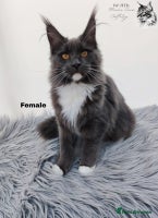 Maine Coon cats Maine Coons Kittens Russian line TICA REGISTERED - Advert 11