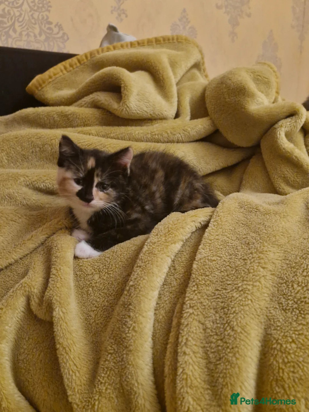 Mixed Breed cats for sale: Kittens are looking for a new home. - Advert 2