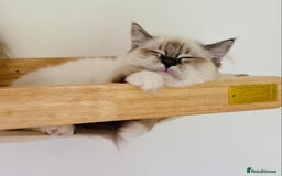 Ragdoll cats for sale: 💜GCCF Family Raised 💜 ragdoll kitten 🐾 - Image 7