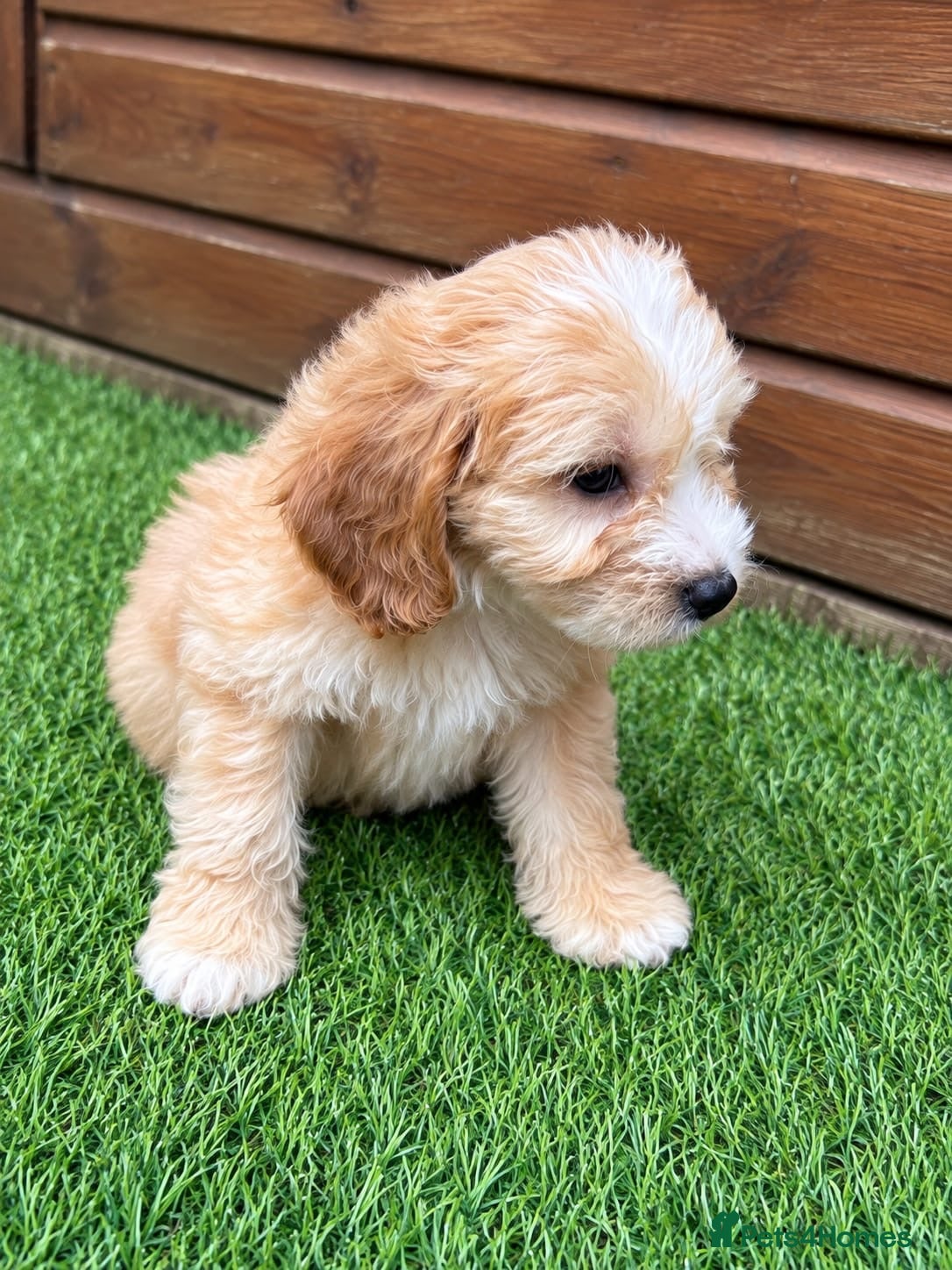 Cockapoo dogs Beautiful Cockerpoo Puppies  🐾 - Advert 5
