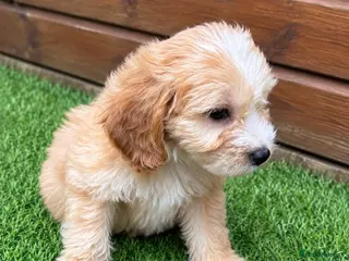 Cockapoo dogs Beautiful Cockerpoo Puppies 🐾 - Advert 5
