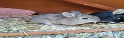 Netherland Dwarf rabbits for sale: Purebred Netherland Dwarf Rabbits - Advert 4