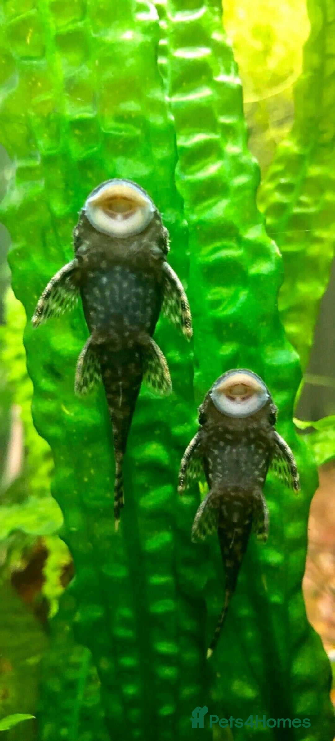 Plecos fish for sale: L144 Blue Eyed Bristlenose Pleco size 3 cm - Image 19