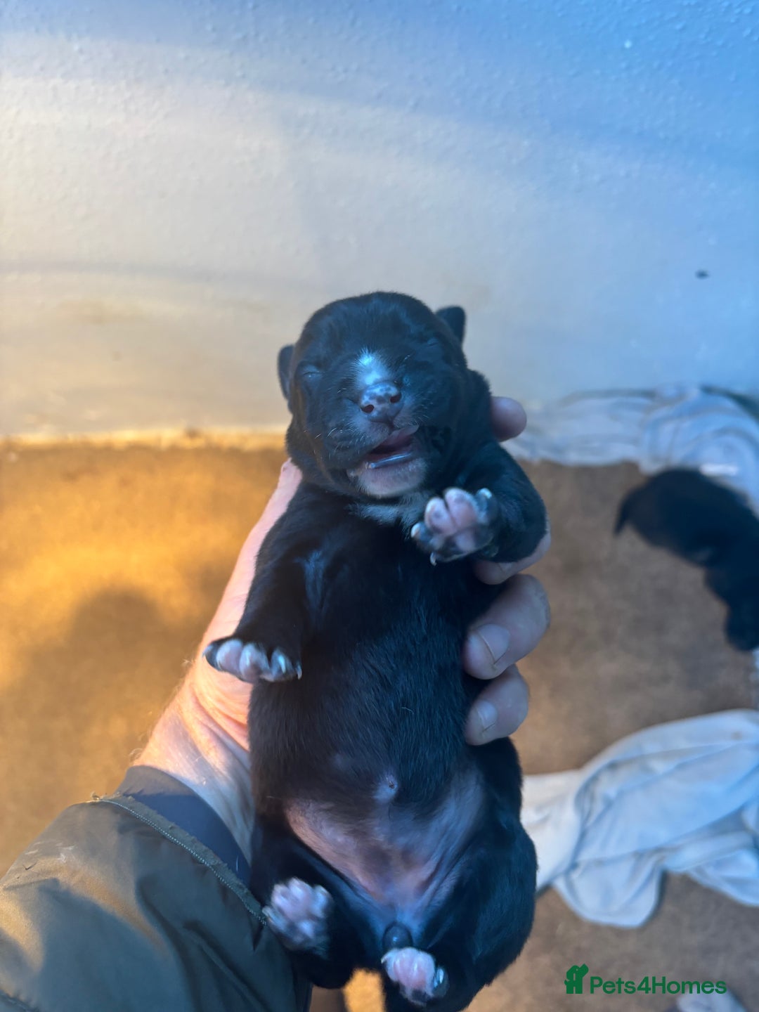 Borador dogs for sale: Labrador X Collie pups - Image 9