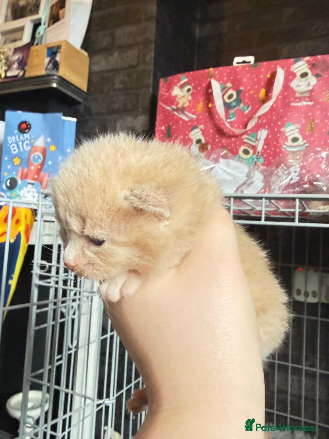 Mixed Breed cats for sale: 5 kittens  - Advert 7