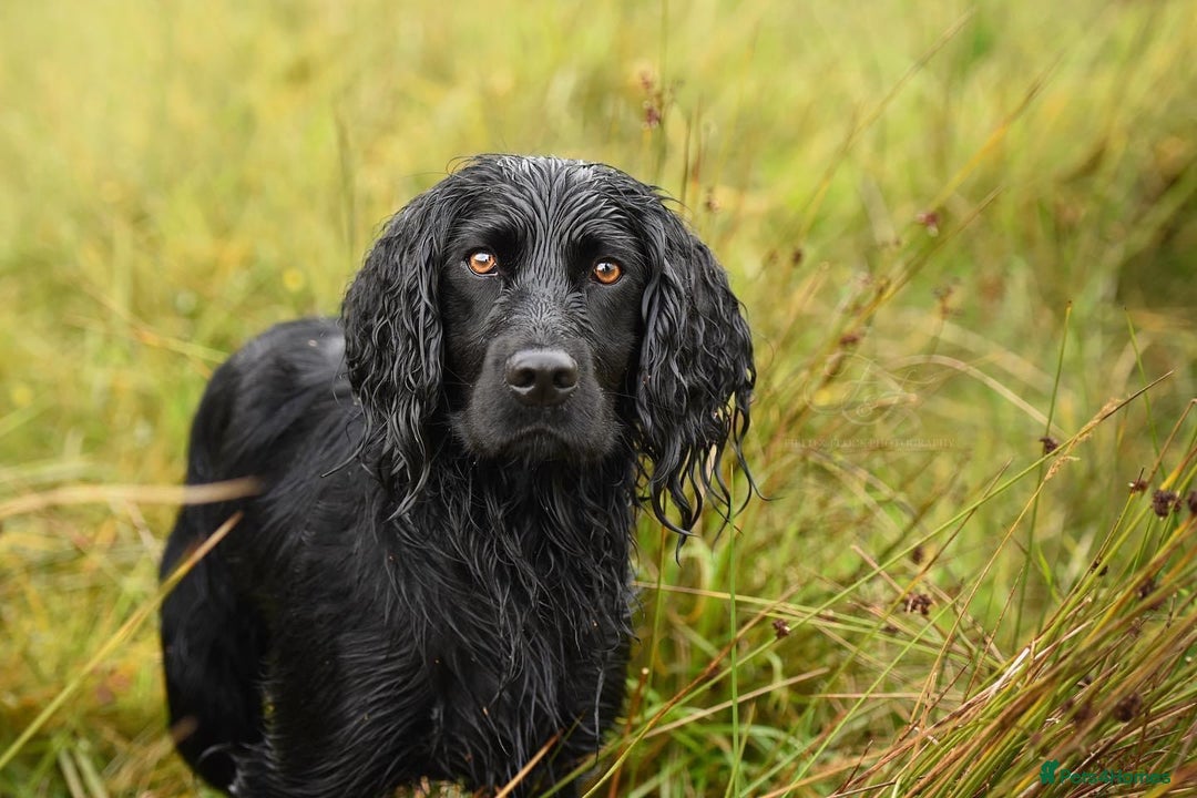 Cocker Spaniel dogs for sale: KC Reg. Cocker Spaniel - Image 6