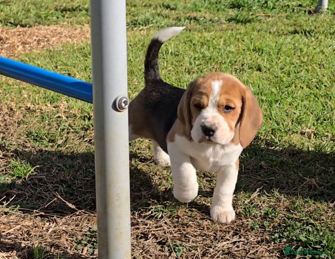 Beagle dogs for sale: Beagle Puppies - Image 3