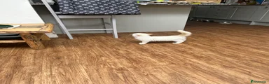 Ragdoll 3