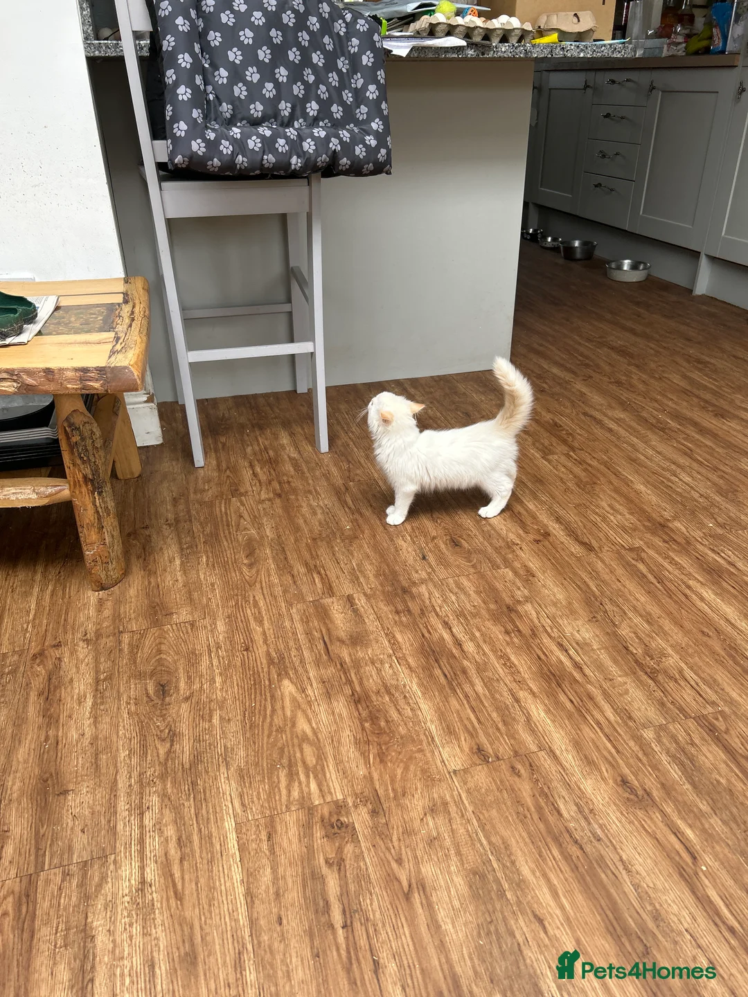 Ragdoll cats for sale: Ragdoll x kittens - Advert 2