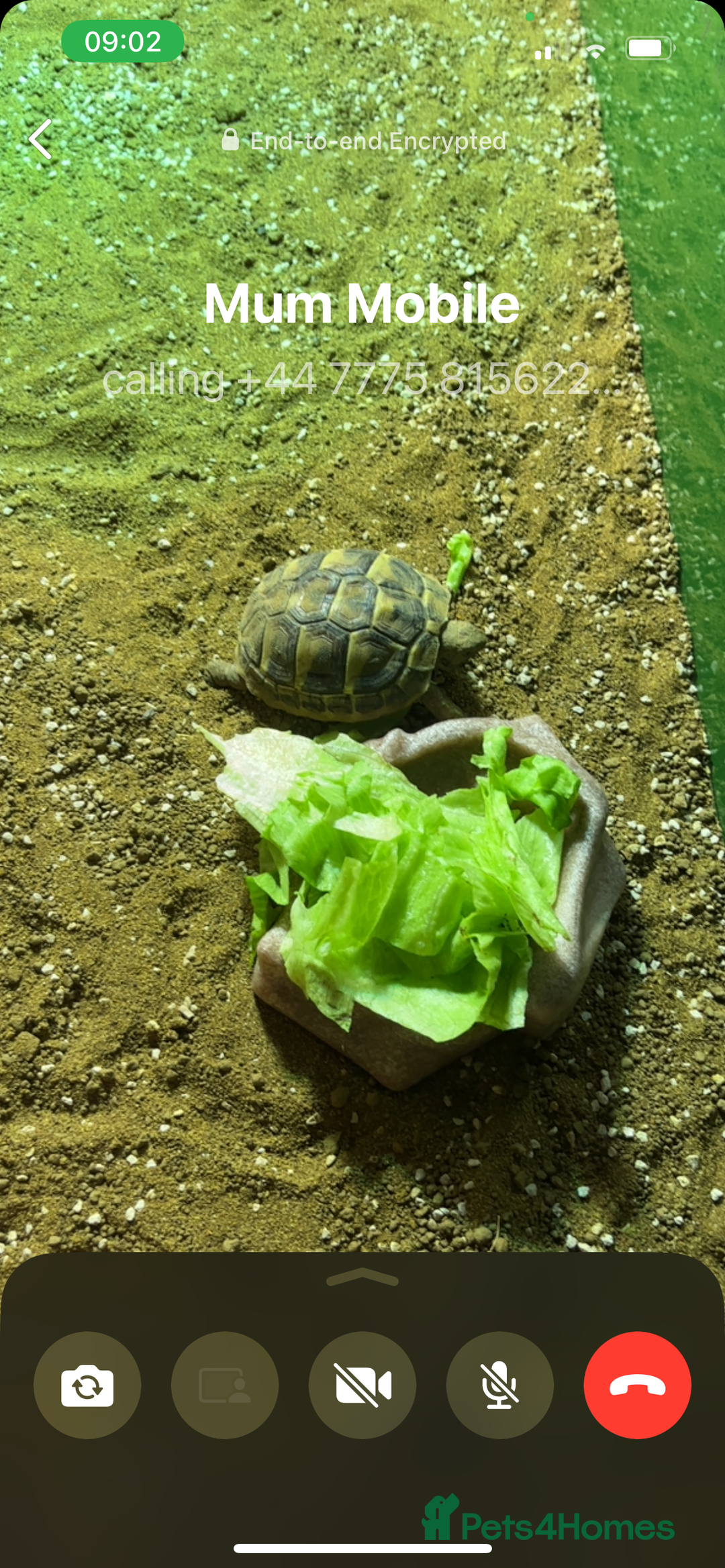 Hermann Tortoise reptiles for sale: Lovely Hermanns Tortoise looking for a new home  - Image 9