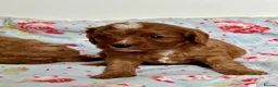 Cavapoo dogs for sale: Stunning red toy’s- Health Tested - KC parents - Advert 14