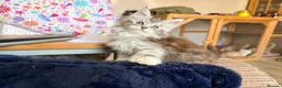 Maine Coon cats for sale: Two registered mainecoon kittens (1 poly)  - Advert 12