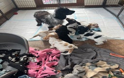 Cocker Spaniel dogs for sale: Stunning show type cocker spaniel puppies  - Image 11