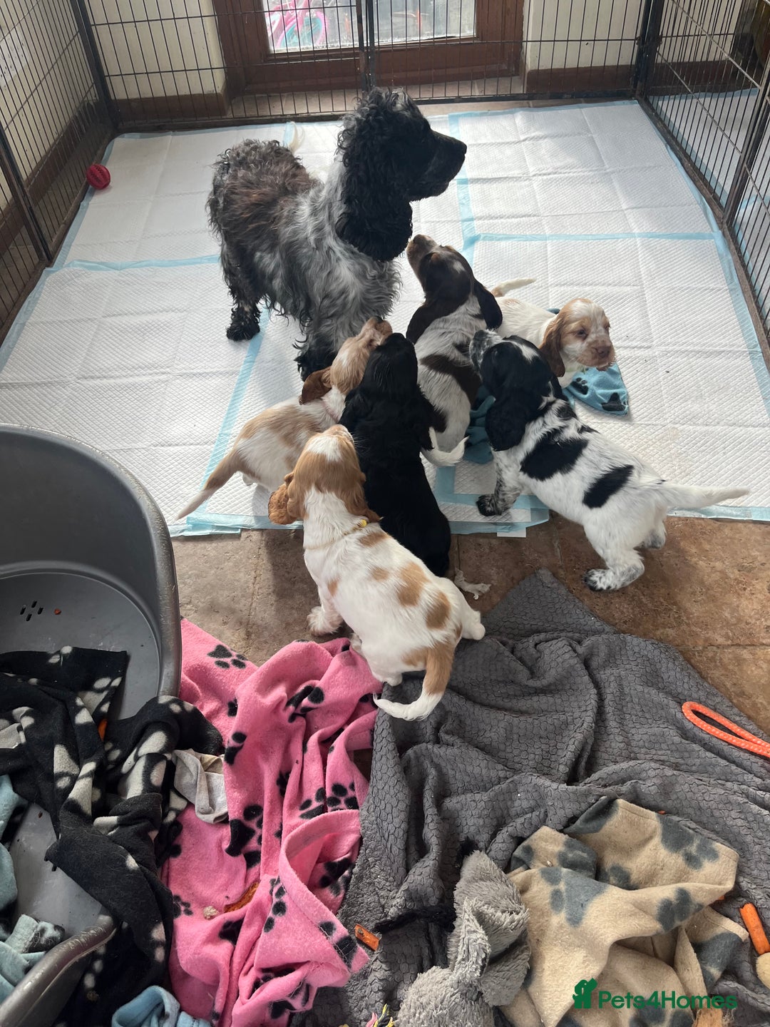 Cocker Spaniel dogs for sale: Stunning show type cocker spaniel puppies  - Image 11