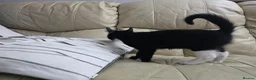 Mixed Breed cats for sale: Last black male - Advert 7