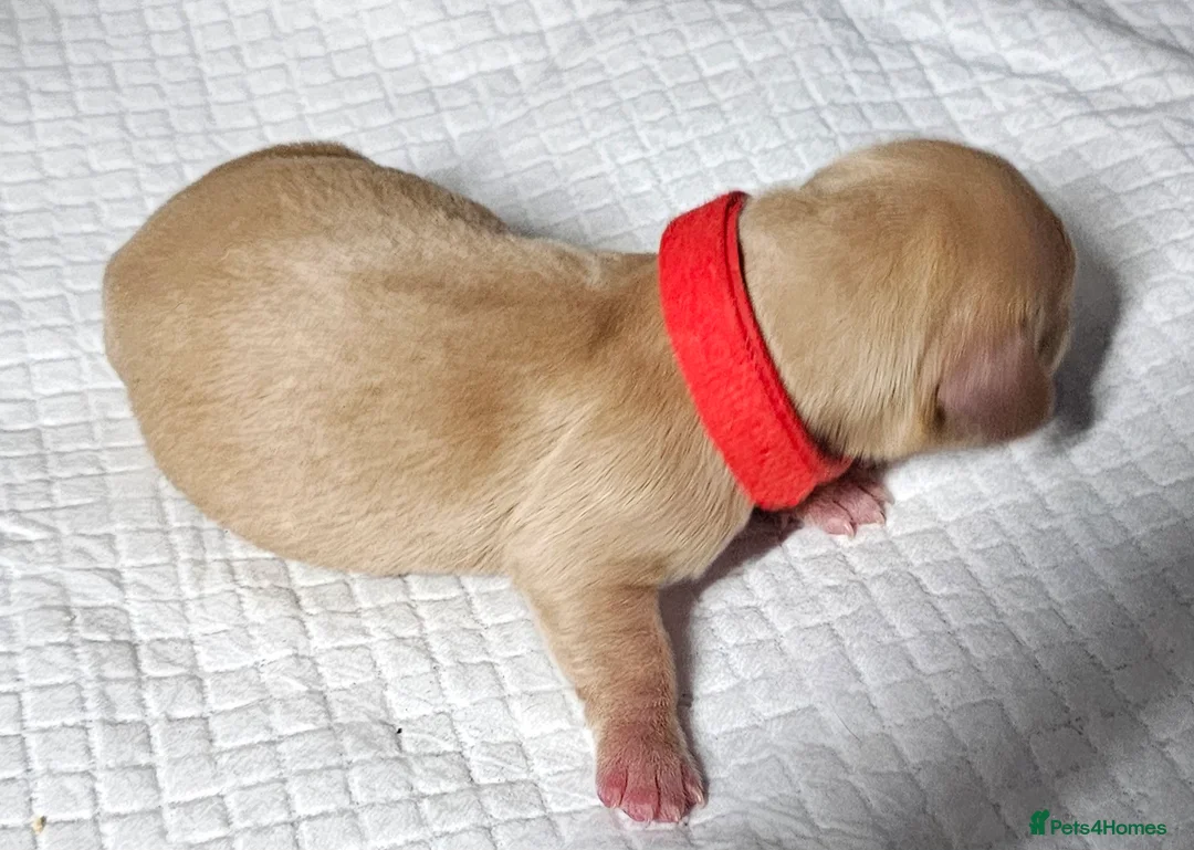 Miniature Dachshund dogs for sale: ⭐️⭐️⭐️⭐️⭐️ CREAM INTENSITY MINIDACHSHUND KCREG🐾❤️ - Advert 32