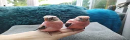 Cockatiels birds for sale: DNA sexed hand tamed cockatiels and Bourkes - Advert 15