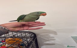 Parrots birds for sale: Alexander - Image 1