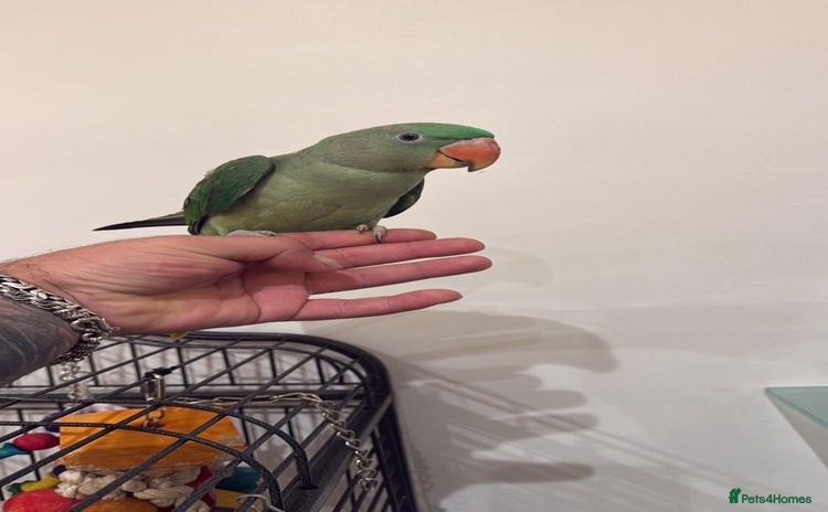 Parrots birds - Advert 1