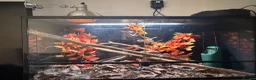 Chameleon reptiles for sale: Male chameleon (aka) Jeff and Viviarum  in Romney Marsh - Advert 6