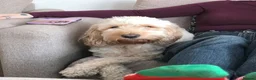 Cockapoo dogs for sale: Cockerpoo in Liverpool - Advert 9