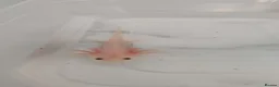 Axolotl reptiles for sale: READY NOW Leucistic Axolotl Babies - Advert 11