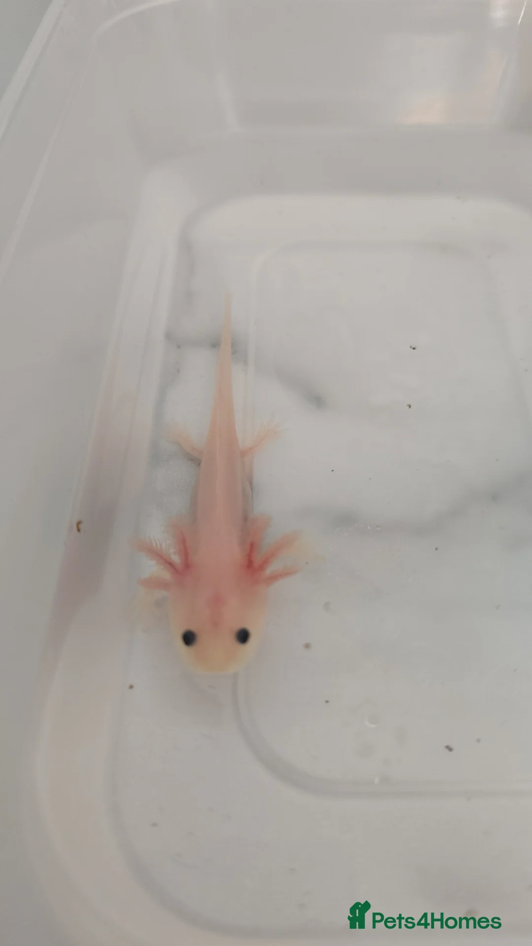 Axolotl reptiles for sale: READY NOW Leucistic Axolotl Babies - Advert 11