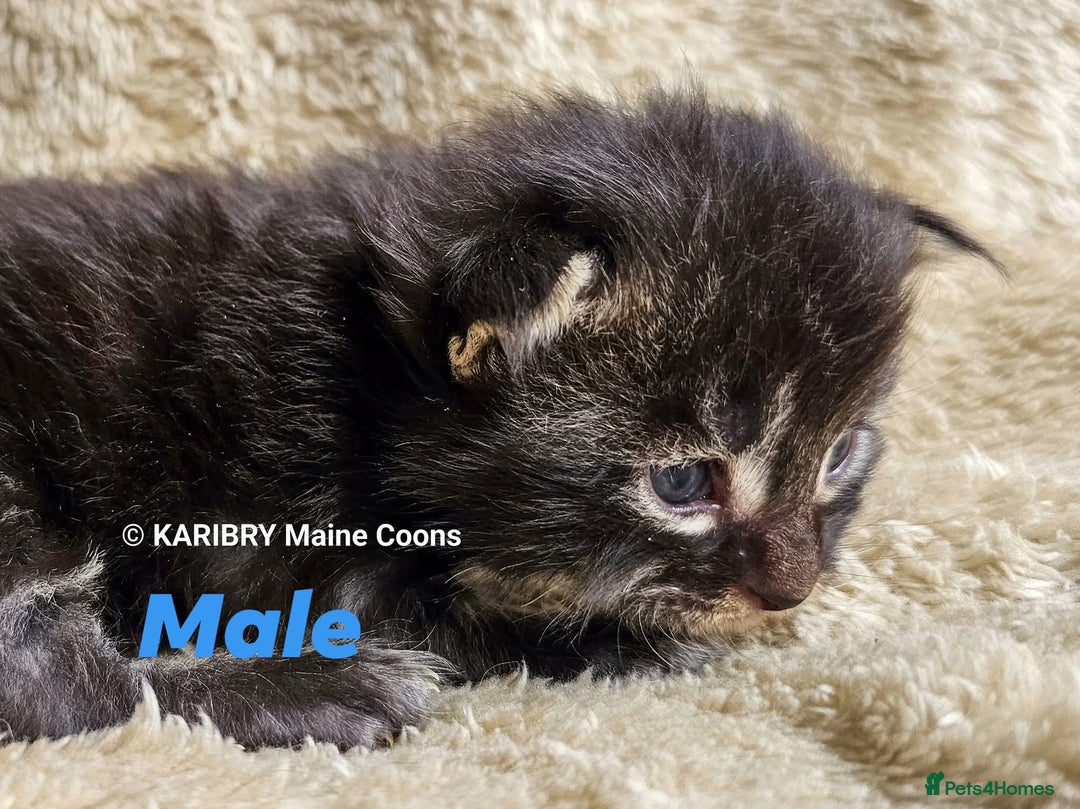 Maine Coon cats for sale: Quality Maine Coon kittens TICA registered  - Image 6