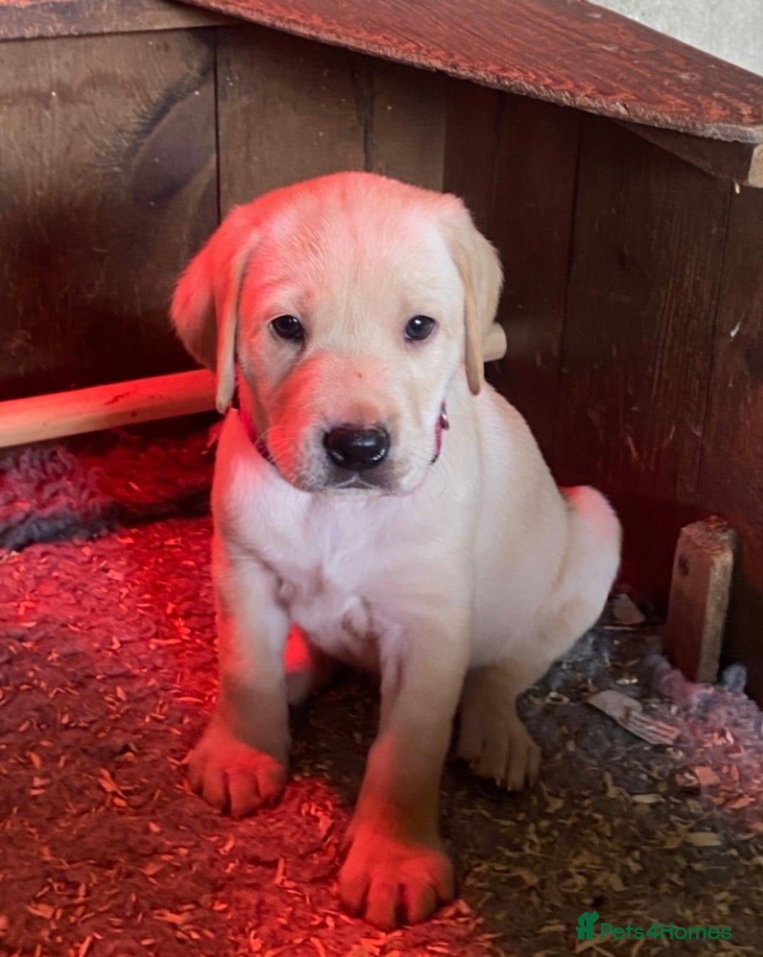 Labrador Retriever dogs for sale: Gorgeous Labrador puppies for sale - Image 36