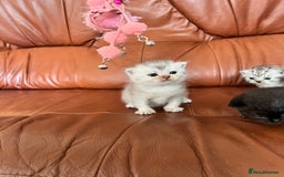 British Shorthair cats for sale: British shorthair kittens - Image 2