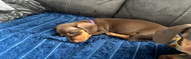 Purple collar
