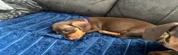 Miniature Dachshund dogs for sale: 3 Mini Daxi Puppies ready to leave - Advert 30
