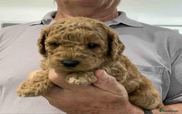 Labradoodle dogs for sale: Beautiful Labradoodle puppies - Image 6