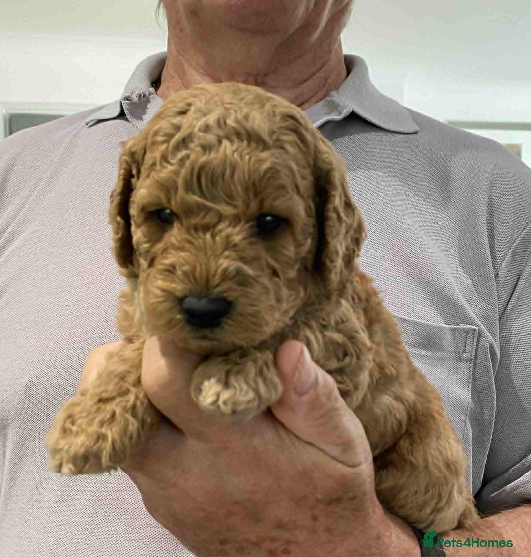 Labradoodle dogs for sale: Beautiful Labradoodle puppies - Image 6