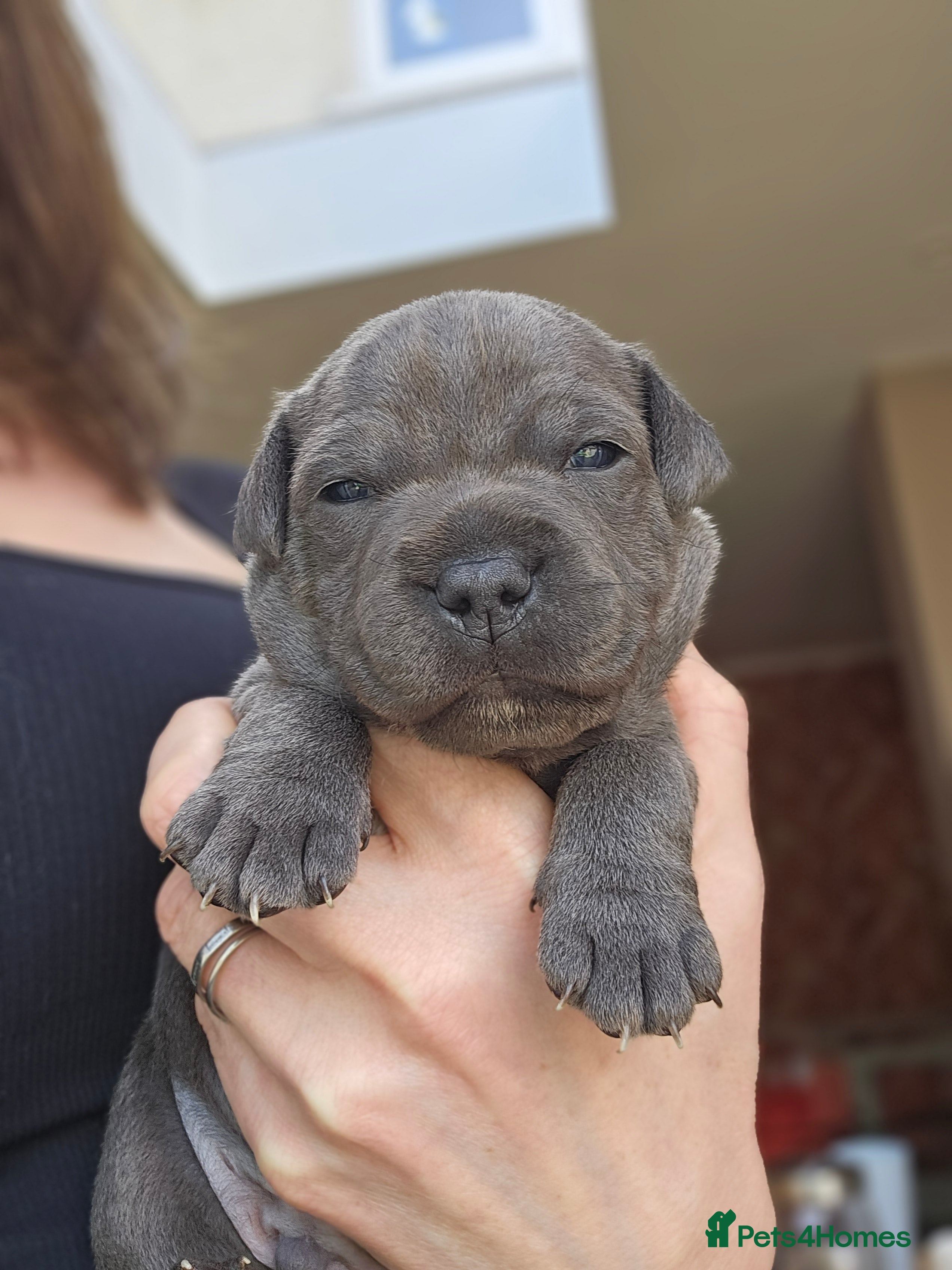 Staffordshire Bull Terrier dogs 💙 Blue Staffy Puppiess | KC Reg | Health Tested  - Advert 1