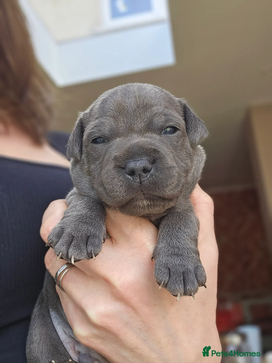 Staffordshire Bull Terrier dogs for sale: 💙 Blue Staffy Puppiess | KC Reg | Health Tested  - Advert 1
